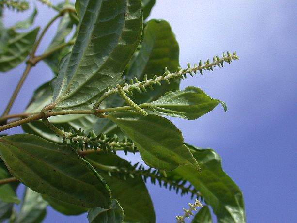 Piperaceae Piper 