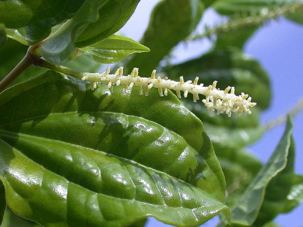 Piperaceae Piper 