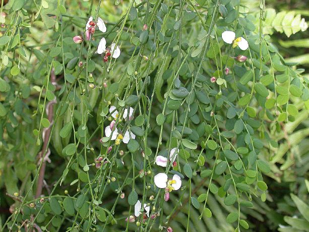 Polygalaceae Securidaca virgata