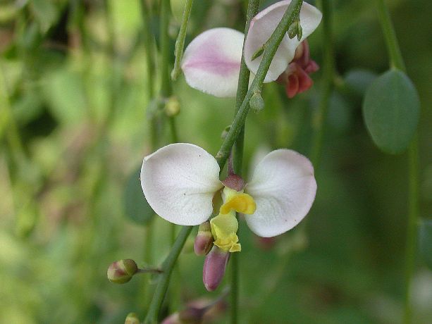 Polygalaceae Securidaca virgata
