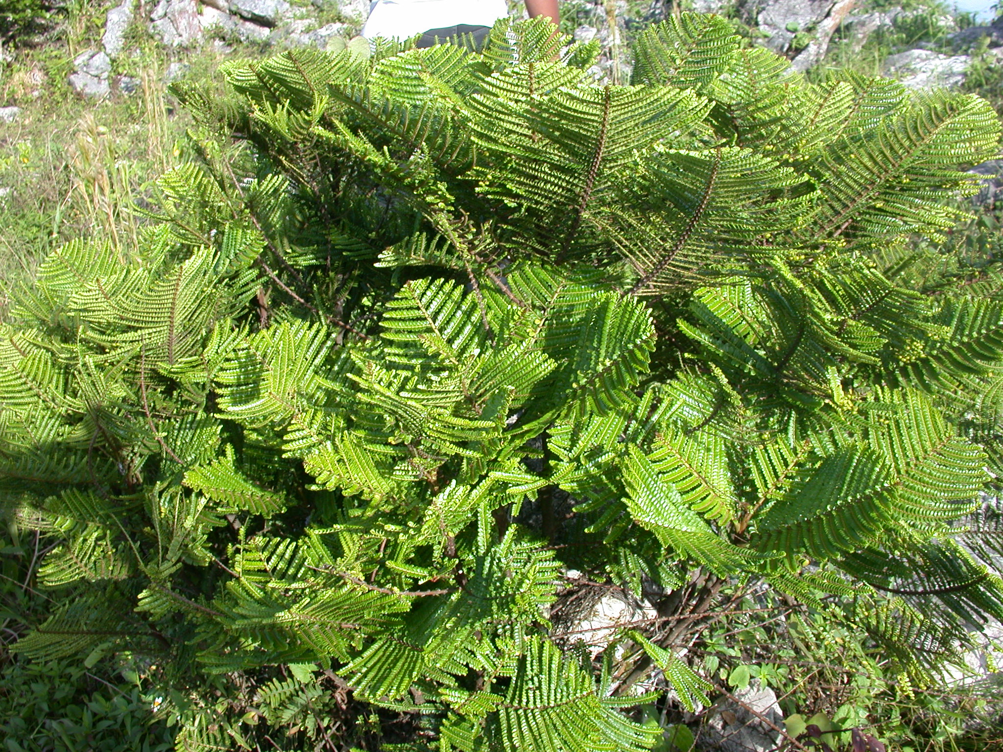 Phyllanthaceae Phyllanthus 