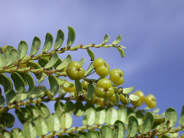 Phyllanthaceae Phyllanthus 