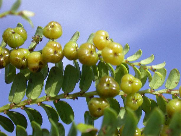 Phyllanthaceae Phyllanthus 