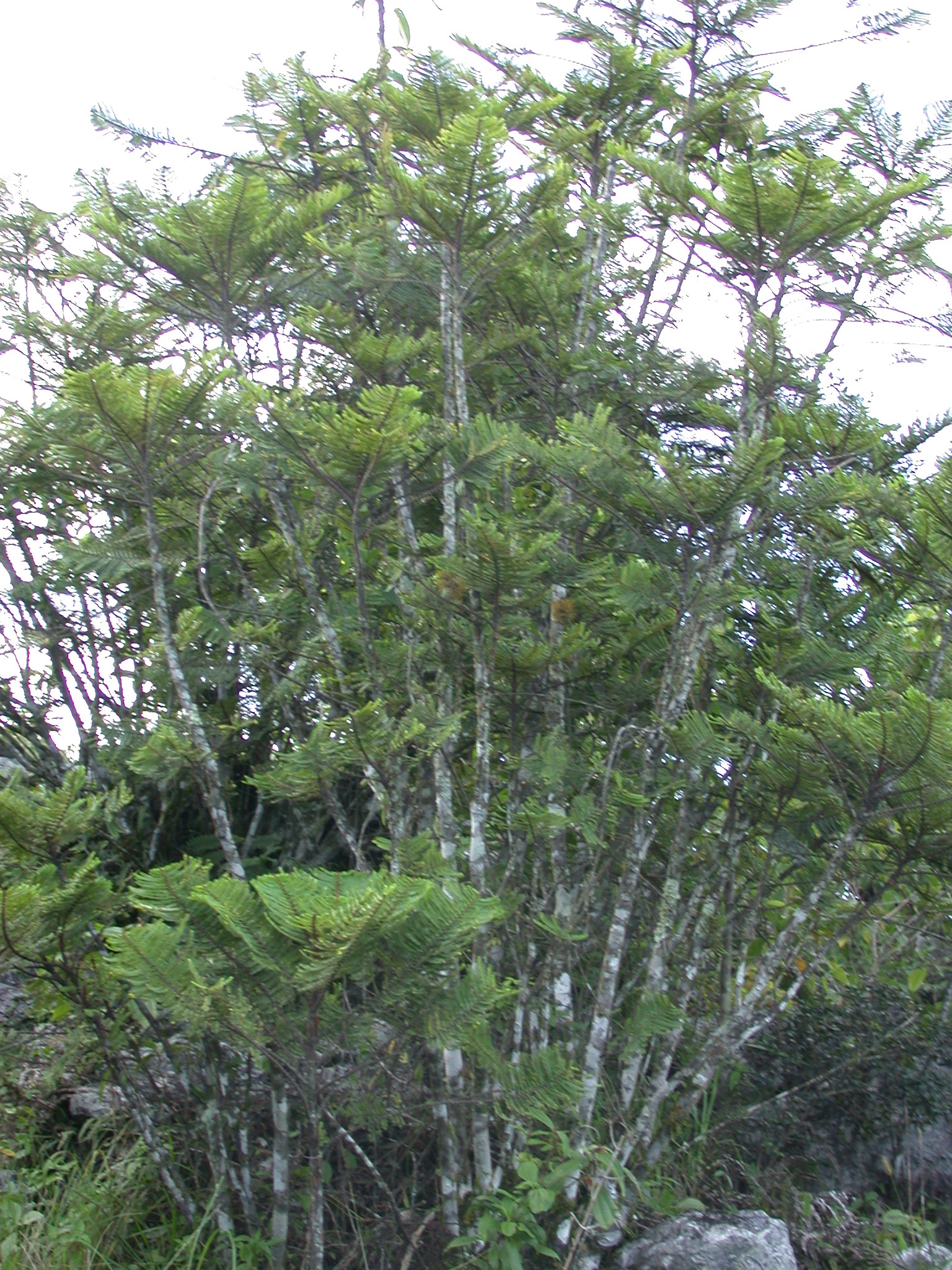 Phyllanthaceae Phyllanthus 
