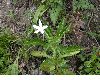 image of Hippobroma longiflora