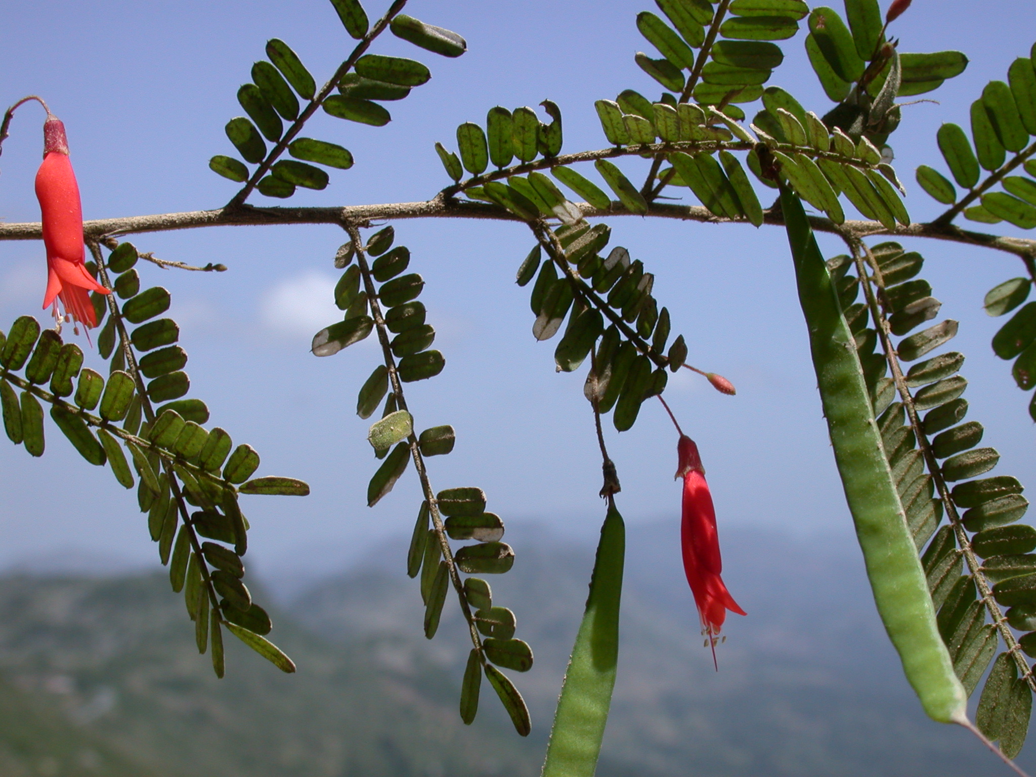 Fabaceae Poitea galegoides