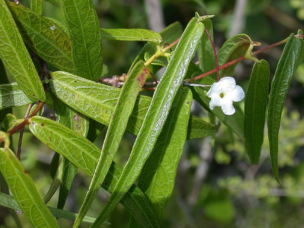 Apocynaceae Mesechites 