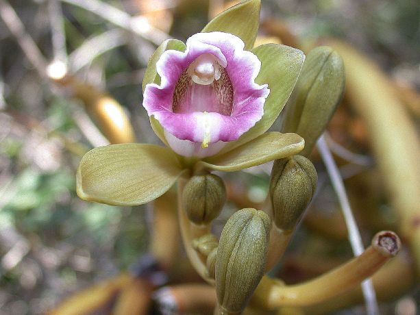 Orchidaceae Vanilla 