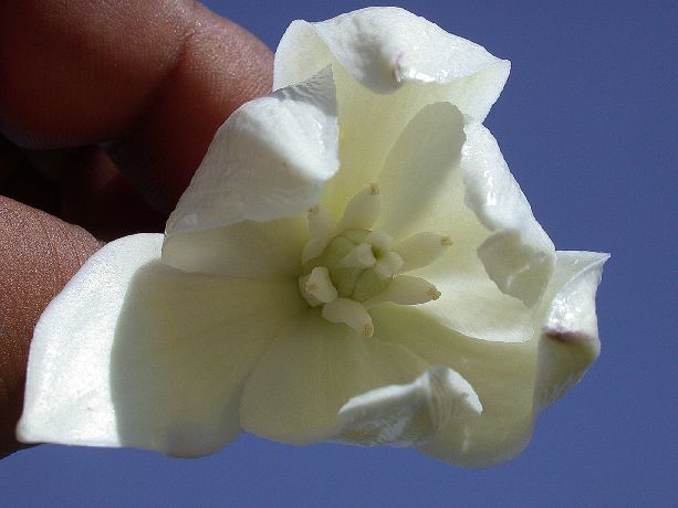 Asparagaceae Yucca aloifolia