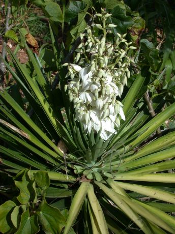 Asparagaceae Yucca aloifolia