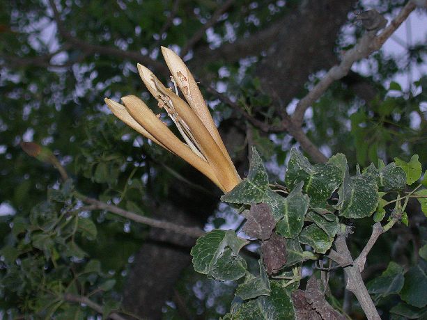 Bombacaceae Neobuchia paulinae