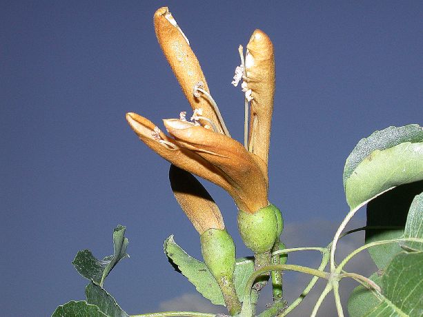 Bombacaceae Neobuchia paulinae