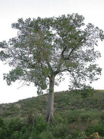 Bombacaceae Neobuchia paulinae