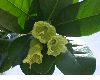 image of Amphitecna latifolia