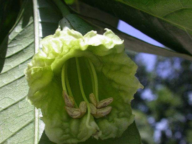 Bignoniaceae Amphitecna latifolia