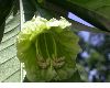 image of Amphitecna latifolia