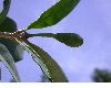 image of Amphitecna latifolia