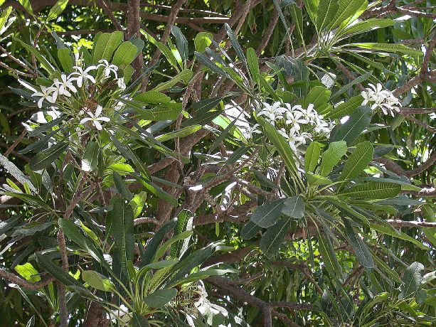 Apocynaceae Plumeria obtusa
