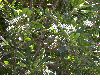 image of Plumeria obtusa