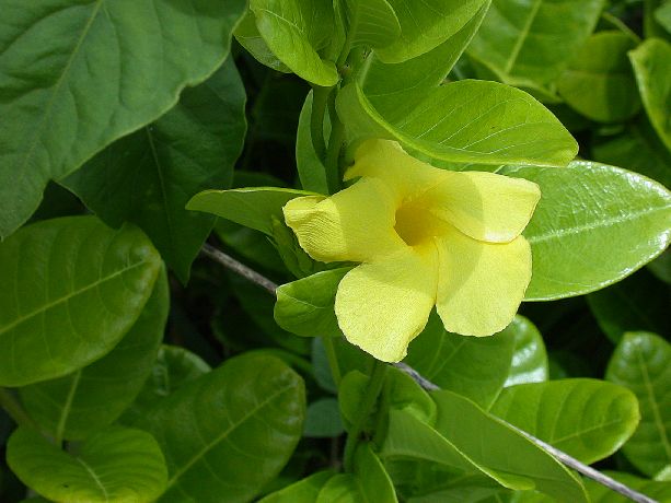 Apocynaceae Pentalinon luteum
