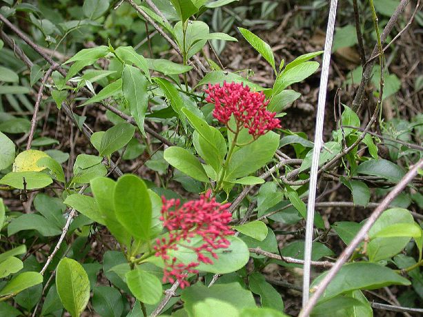 Apocynaceae Forsteronia corymbosa