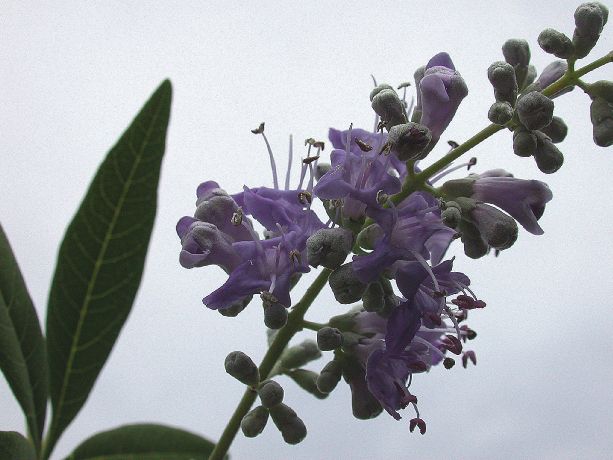 Lamiaceae Vitex agnus-castus