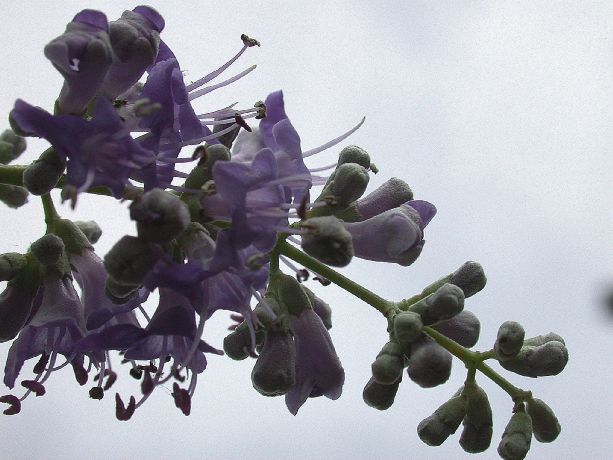 Lamiaceae Vitex agnus-castus