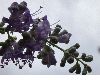image of Vitex agnus-castus