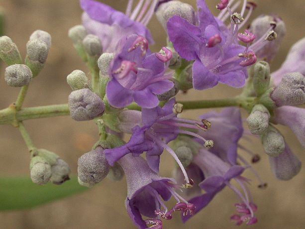 Lamiaceae Vitex agnus-castus