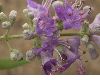 image of Vitex agnus-castus