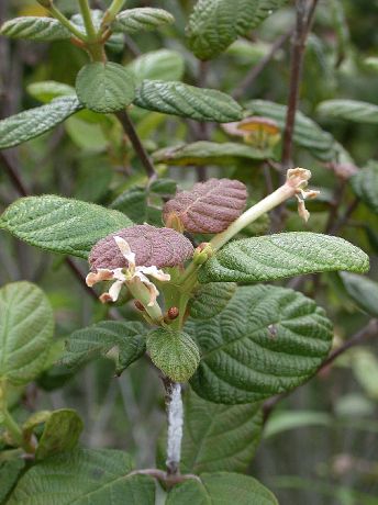 Rubiaceae Guettarda 