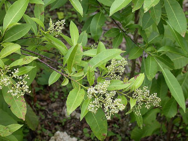 Rutaceae Zanthoxylum monophyllum