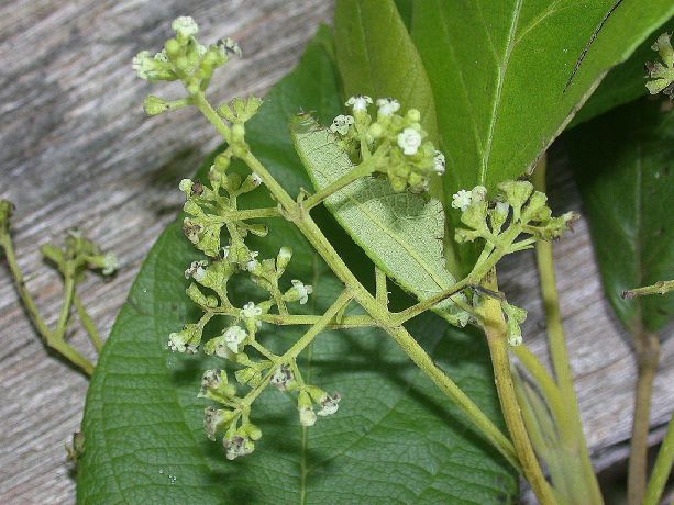 Lamiaceae Petitia domingensis