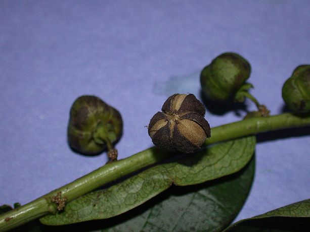 Phyllanthaceae Phyllanthus 