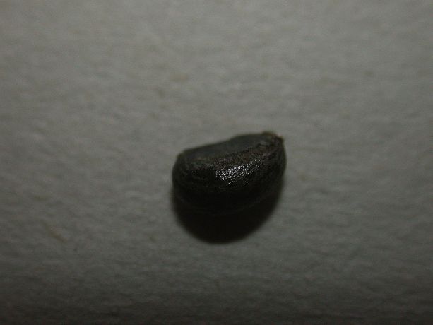 Phyllanthaceae Phyllanthus 