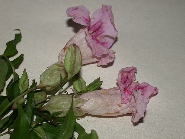 Bignoniaceae Podranea ricasoliana