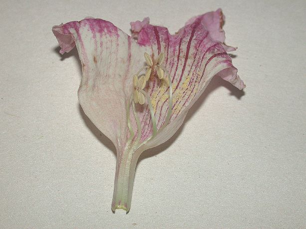 Bignoniaceae Podranea ricasoliana