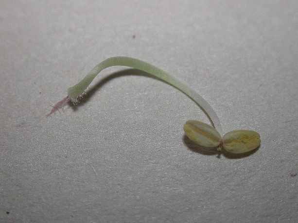 Bignoniaceae Podranea ricasoliana