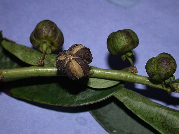 Phyllanthaceae Phyllanthus 