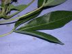 image of Manihot esculenta