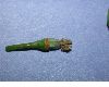 image of Manihot esculenta