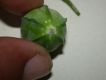 image of Manihot esculenta