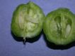 image of Manihot esculenta