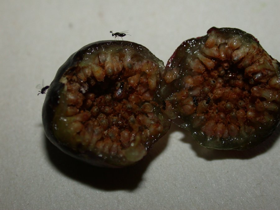 Moraceae Ficus 
