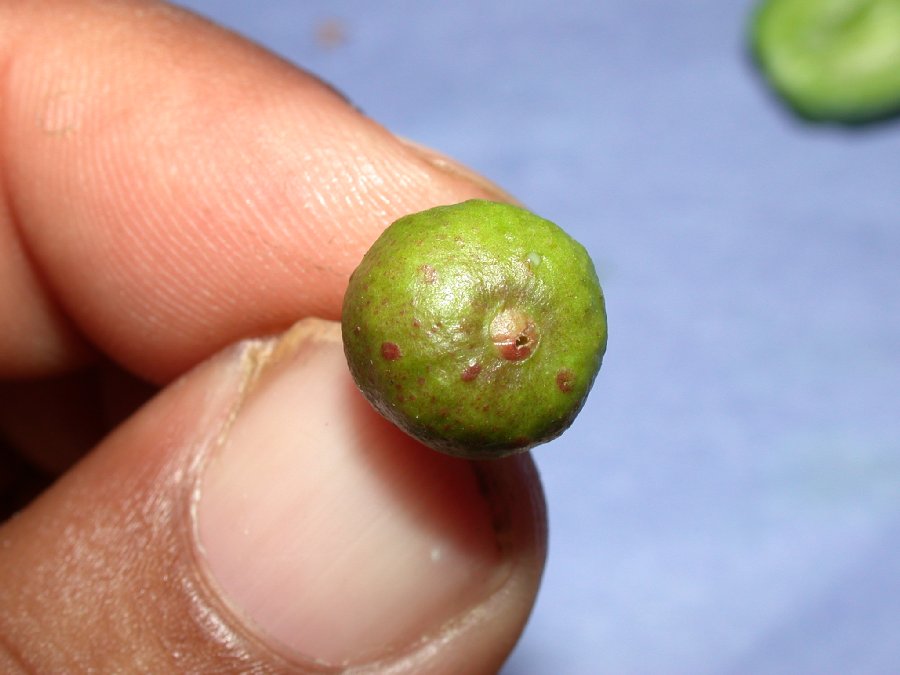 Moraceae Ficus 