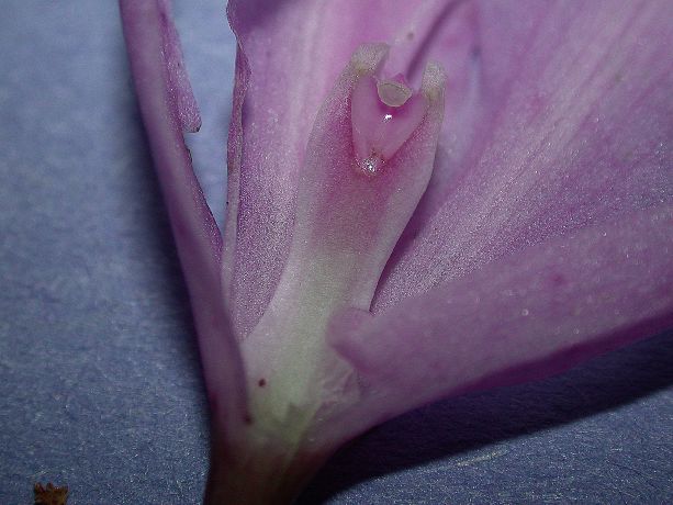 Orchidaceae Broughtonia domingensis