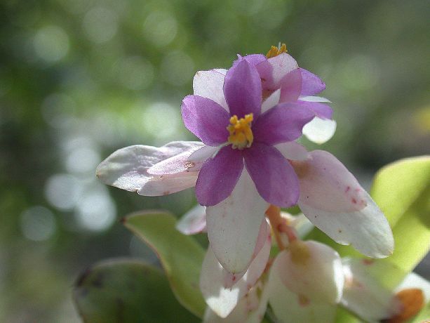 Cyrillaceae Purdiaea cubensis