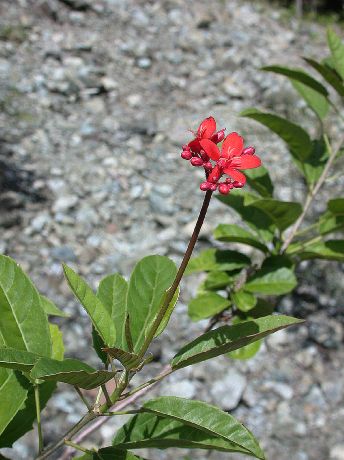 Euphorbiaceae Jatropha nipensis