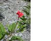 image of Jatropha nipensis
