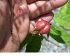 image of Jatropha nipensis